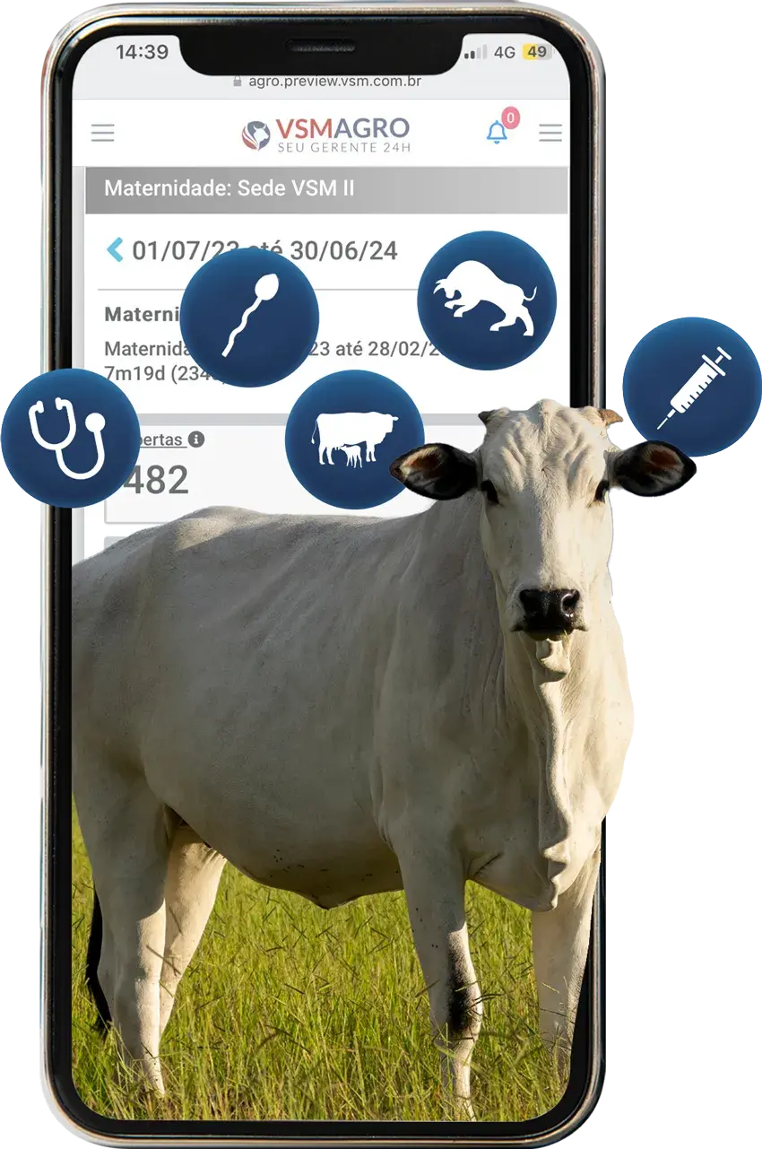 Vaca Nelore em pasto representando a gestão de pecuária com o software VSM Agro